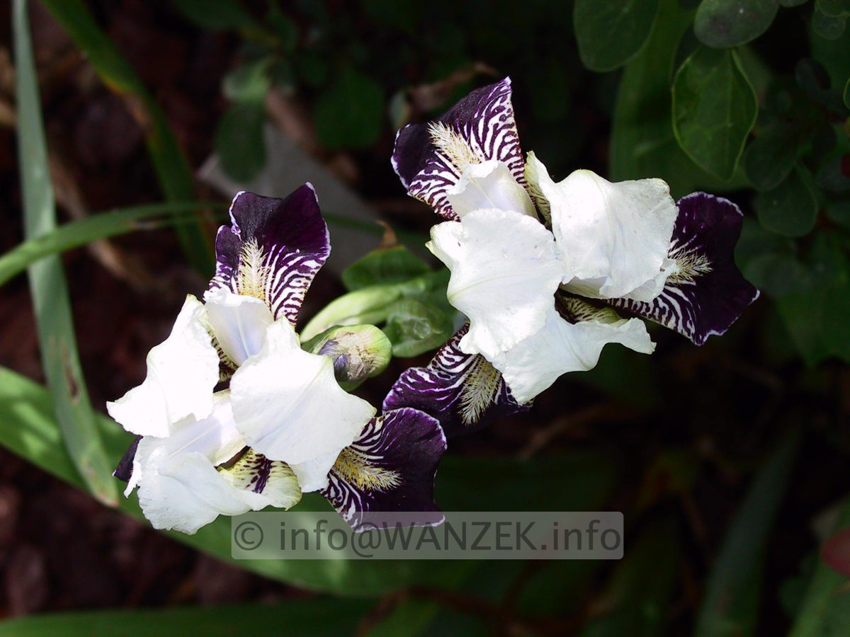 Iris pumila Ice Age 03.jpg